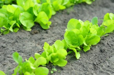 UWAGA! Ważny komunikat dotyczący obniżenia NDP/MRL dla substancji czynnej acetamipryd