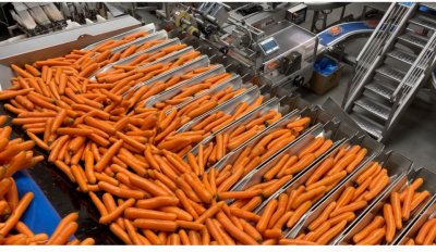 Cena marchwi przebiła rekordową cenę cebuli. Zapisze się w pamięci producentów!