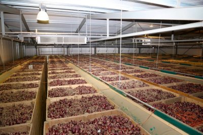 Holandia bije cebulowe rekordy. 45 procent więcej cebuli czerwonej, 13 procent więcej cebuli żółtej