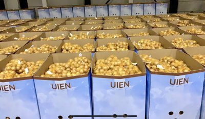 Holendrzy już sprzedali o 23 procent więcej cebuli. Eksport do Polski uległ znacznej redukcji