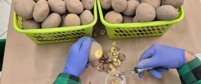 Rolnicy mogą korzystać z 90% bonifikaty na badania ziemniaków w laboratoriach PIORiN