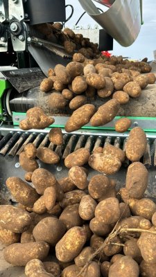 Produkcja ziemniaka jadalnego w Polsce – jak sprostać współczesnym wyzwaniom?